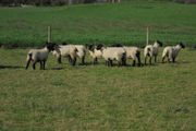 Breeding Hoggets and Sheep