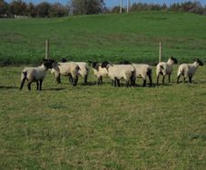 Breeding Hoggets and Sheep