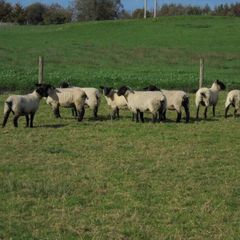 Breeding Hoggets and Sheep