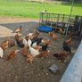 poultry chickens Image 6
