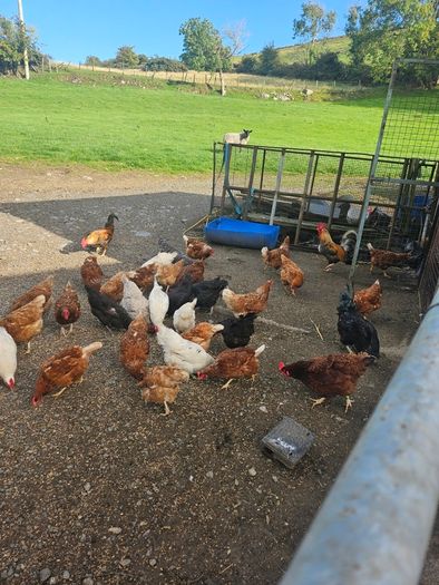 poultry chickens
