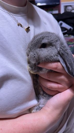 Lop rabbits