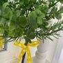 Shabby-Chic Greenery in a pot with Ribbon Image 3