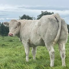 SFL BBX 5 Star Heifer