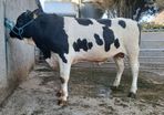 Lot 19 Kilmallock Mountain Martini 24 ET