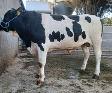 Lot 19 Kilmallock Mountain Martini 24 ET