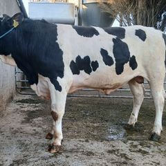 Lot 19 Kilmallock Mountain Martini 24 ET