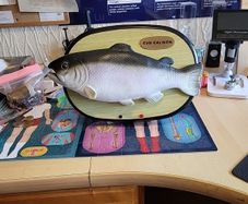 "Syd salmon"