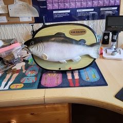 "Syd salmon"