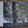 In Search of  Remarkable Trees - Thomas Pakenham Image 3