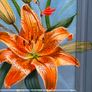 Lilies Image 6