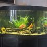 Fish Image 3