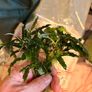 Bucephalandra Image 4