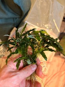 Bucephalandra