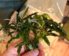 Bucephalandra