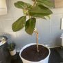 ficus elastica rubber plant Image 3