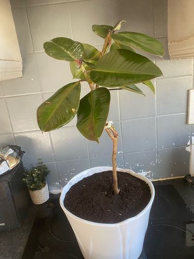 ficus elastica rubber plant