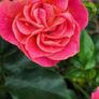 Hedging in Variety in 3 litre pot from 5 euro Image 8