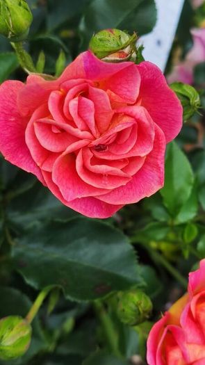 Hedging in Variety in 3 litre pot from 5 euro
