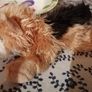 Keel Toys "Honey" Terrier Dog Soft Toy Plush Image 3