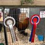 Poultry Auction: Ryan McLaren Major Reduction Sale Image 5