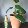 Rubber Plant (Ficus) Image 3