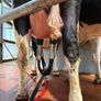Calved heifer Image 2