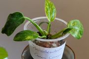 Philodendron Green Congo Hybrid ( Nuclear)