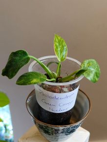 Philodendron Green Congo Hybrid ( Nuclear)