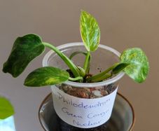 Philodendron Green Congo Hybrid ( Nuclear)