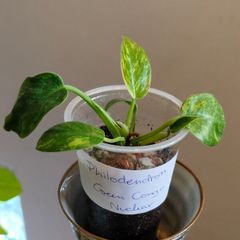 Philodendron Green Congo Hybrid ( Nuclear)