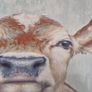 Cow Canvas Picture Image 2