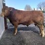 PBR Limousin Bull's Image 3