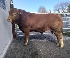 PBR Limousin Bull's
