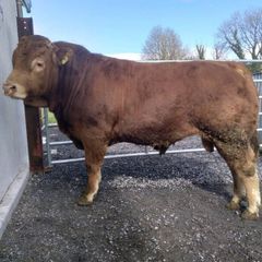 PBR Limousin Bull's