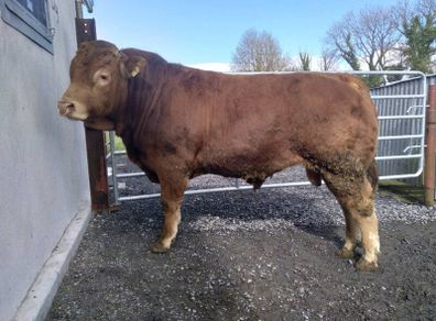 PBR Limousin Bull's