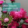 Aster seeds from 1 euro. over 15 different varieties Image 8