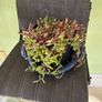indoor plant Image 2