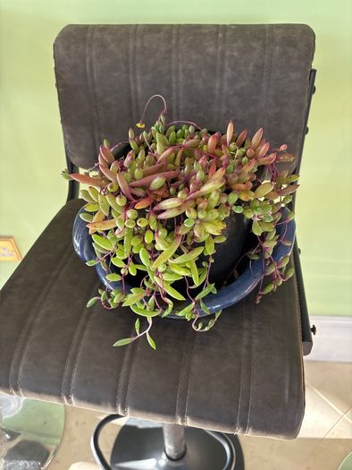 indoor plant