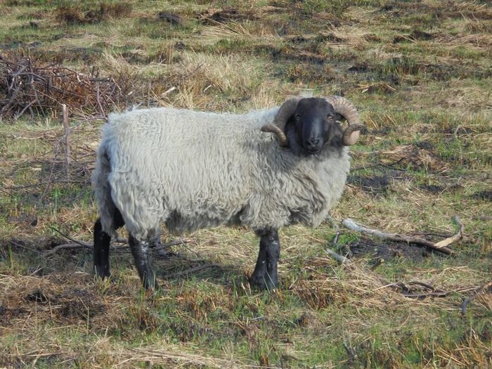 Vasectomised  Horned Teaser Rams
