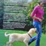 How to train a superdog, Gwen Bailey,Hardback book, Books,Non fiction Image 7