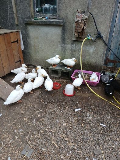 Call ducks, bantom chicks and roosters for sale