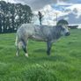 Belgium blue heifers Image 5
