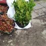 Laurel Hedging Image 2