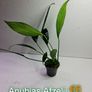 Anubias Selection. Image 7