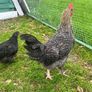 Olive Egger Rooster & Black Pekins Image 2