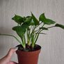 Homalomena emerald gem plant Image 3