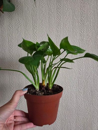 Homalomena emerald gem plant