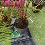 Dicksonia Antarctica (HARDY FERN) Image 8