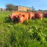 Tamworth weaners Image 4